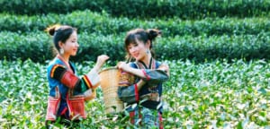 Các thiếu nữ hái chè ở đồi chè Trung Quốc