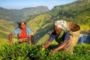 Đồi chè Sri Lanka nổi tiếng với Ceylon Tea