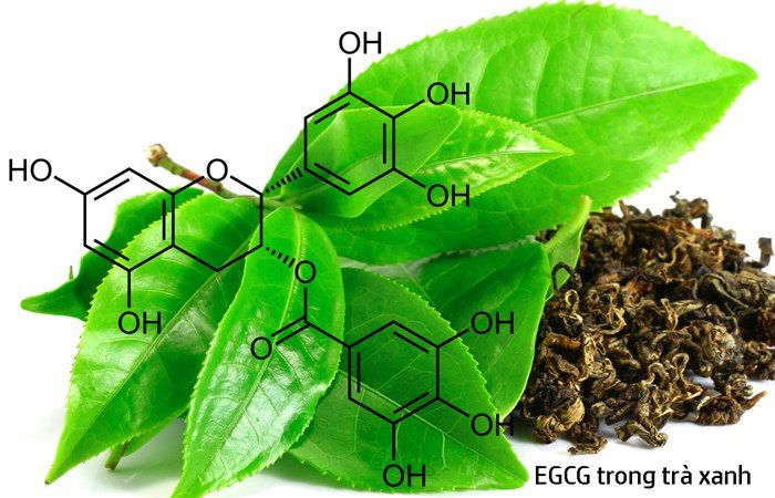 EGCG trong trà xanh được xem là chất chống oxy hóa cực tốt, có thể ngăn ngừa sự hình thành của các gốc tự do gây nên bệnh ung thư 