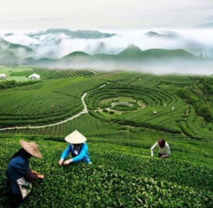 Nét đẹp của đồi chè xanh Trung Quốc