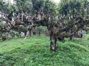 Những cây chè cổ thụ to lớn ở đồi chè Văn Chấn