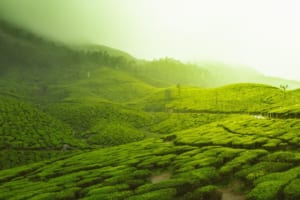 Quang cảnh xanh mướt tại một đồi chè xanh Ấn Độ