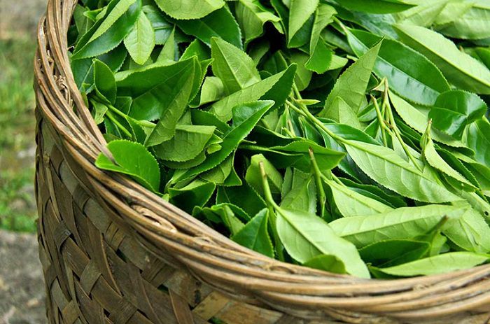Cách bảo quản lá trà xanh tươi khỏi ánh sáng, hơi nóng và không khí