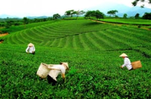 Ở Thái Nguyên có rất nhiều vùng trà khác nhau