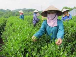Trà xanh Thái Nguyên được sản xuất trong một quy trình rất kỹ lưỡng