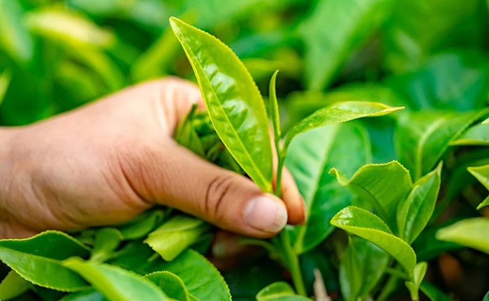 Ở Việt Nam trà xanh được trồng nhiều ở Thái Nguyên, Lâm Đồng, Phú Thọ,...